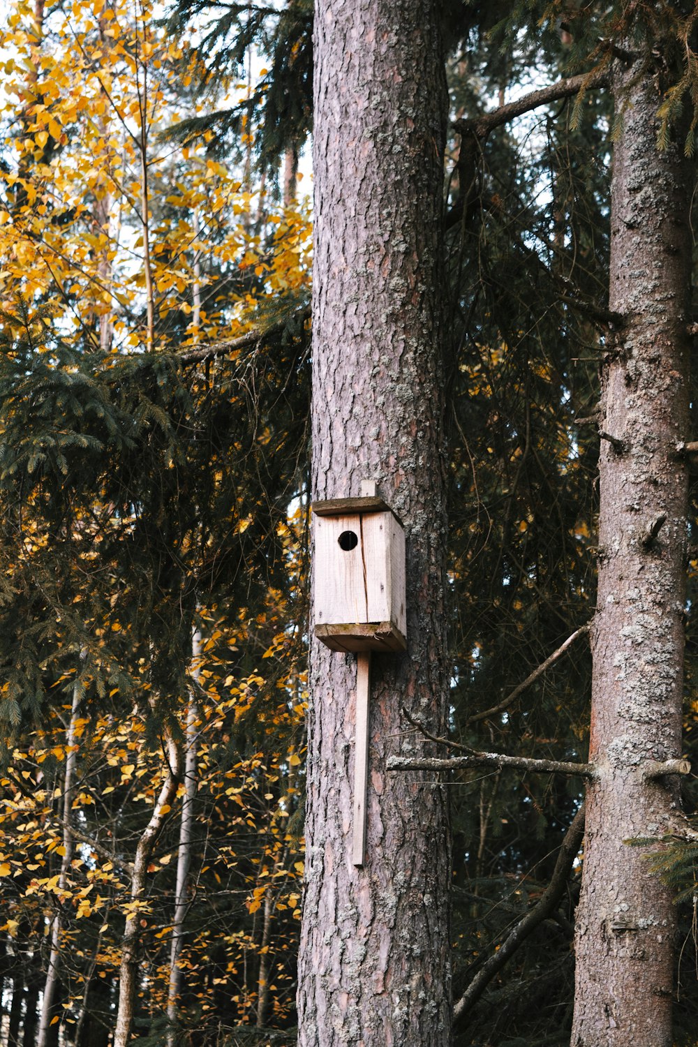 a birdhouse hanging from a tree in a forest