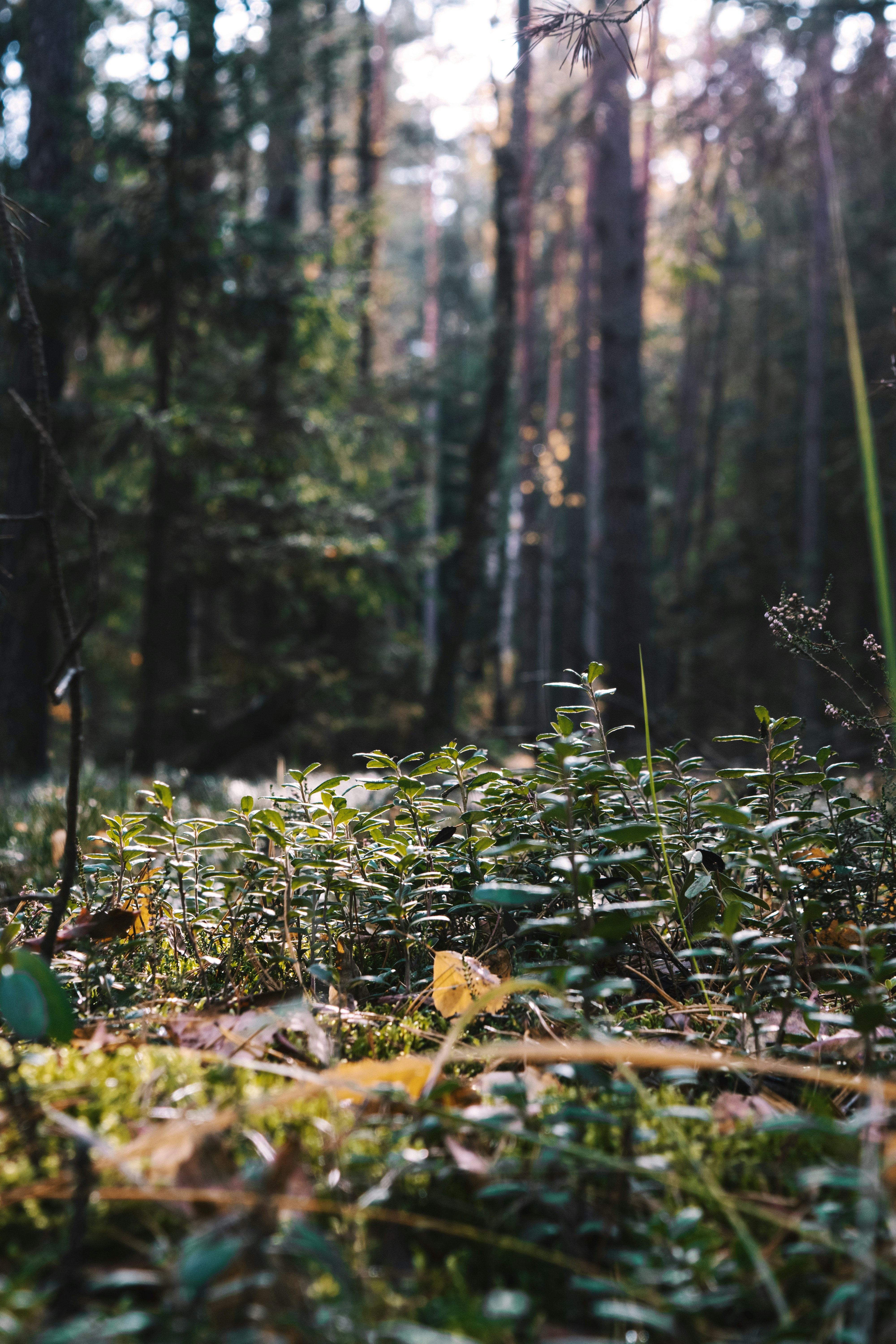 Photo by victoria_tihonovich