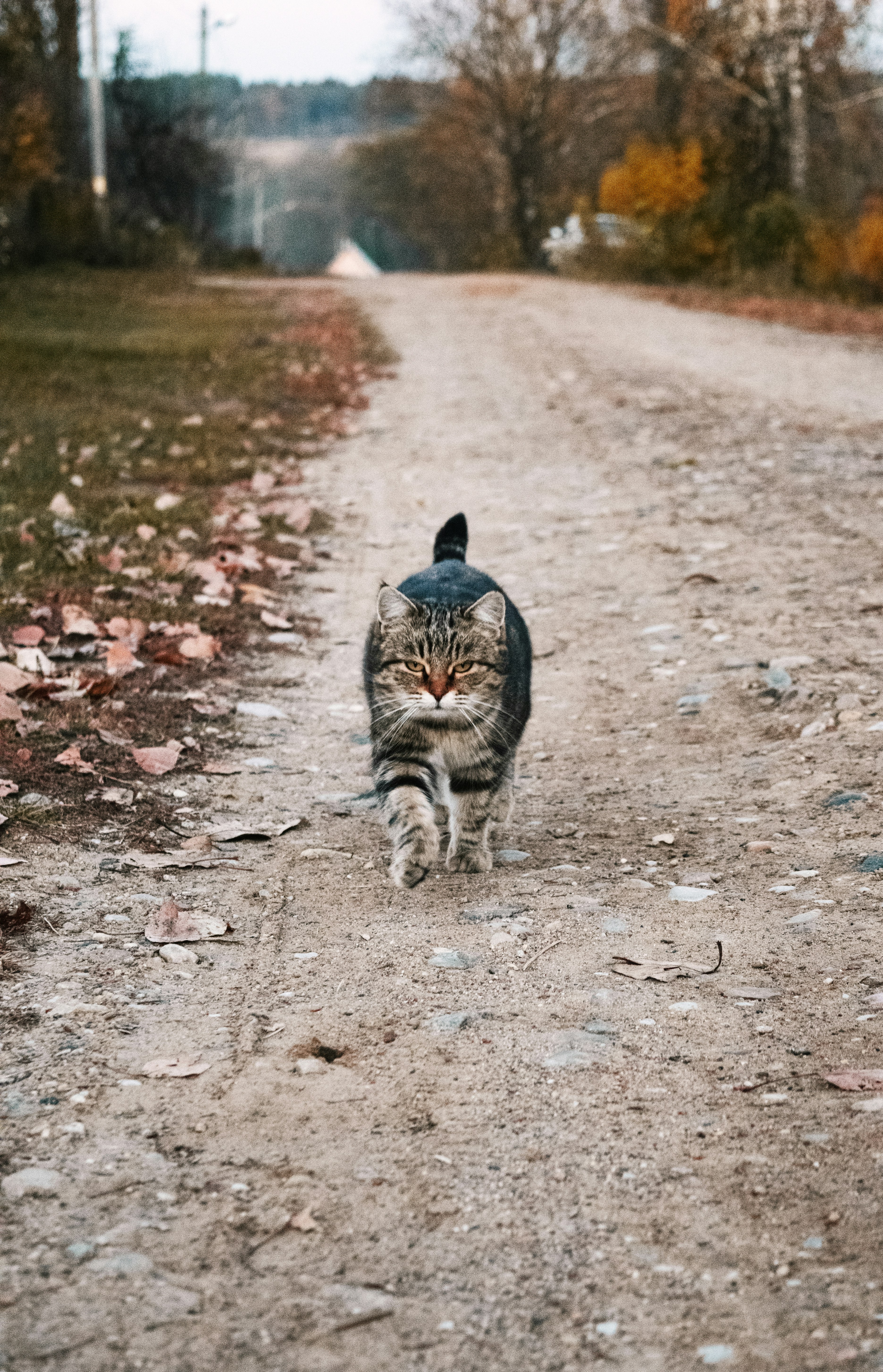 a cat walking across a dirt road next to a forest
