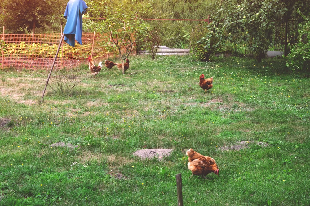 a group of chickens walking across a lush green field