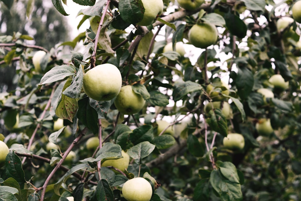 a tree filled with lots of green apples