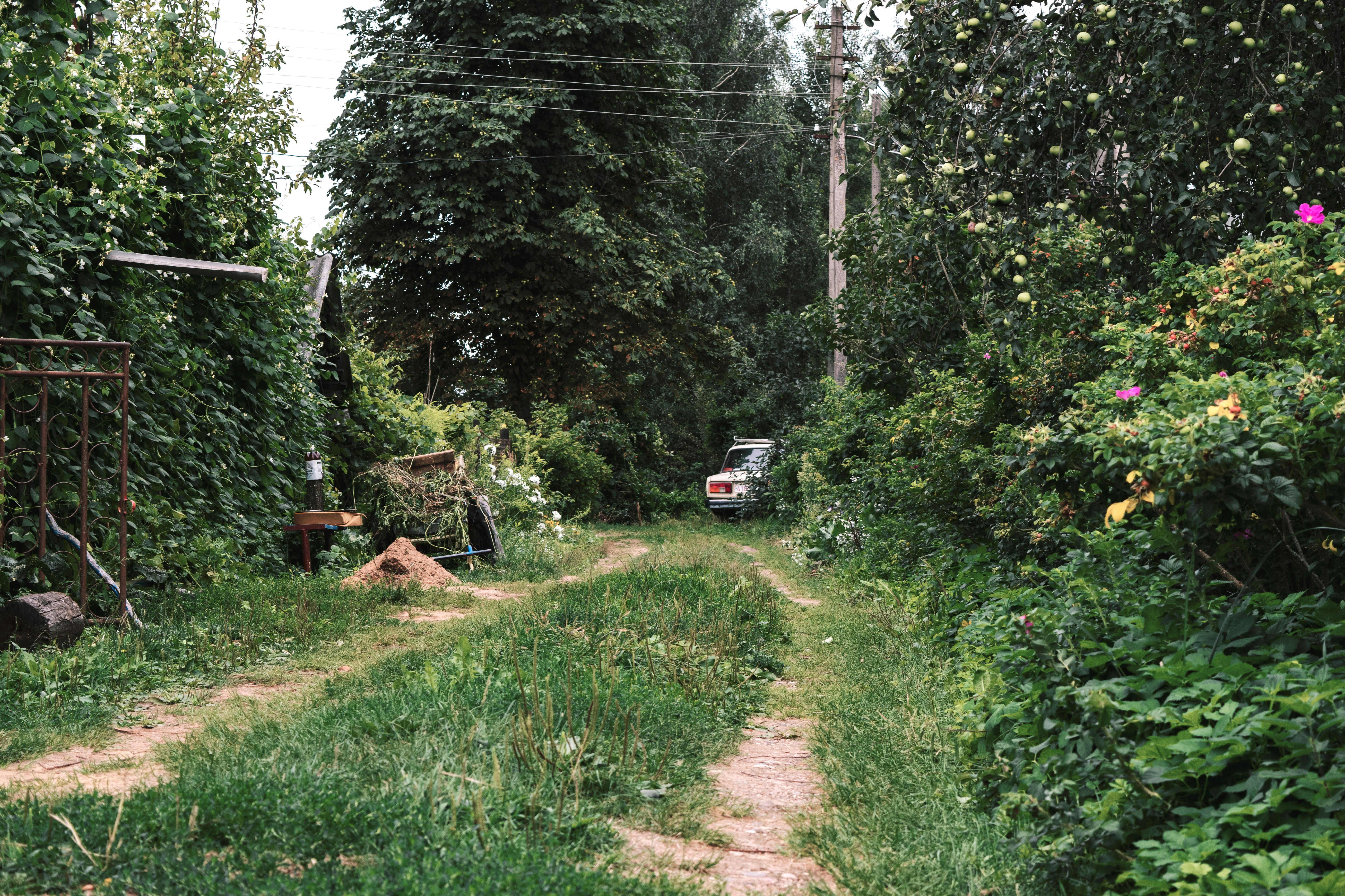 a dirt road surrounded by trees and bushes
