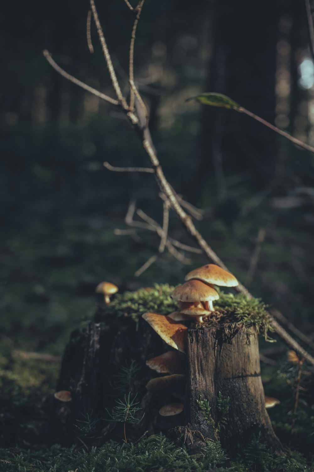 a group of mushrooms sitting on top of a tree stump