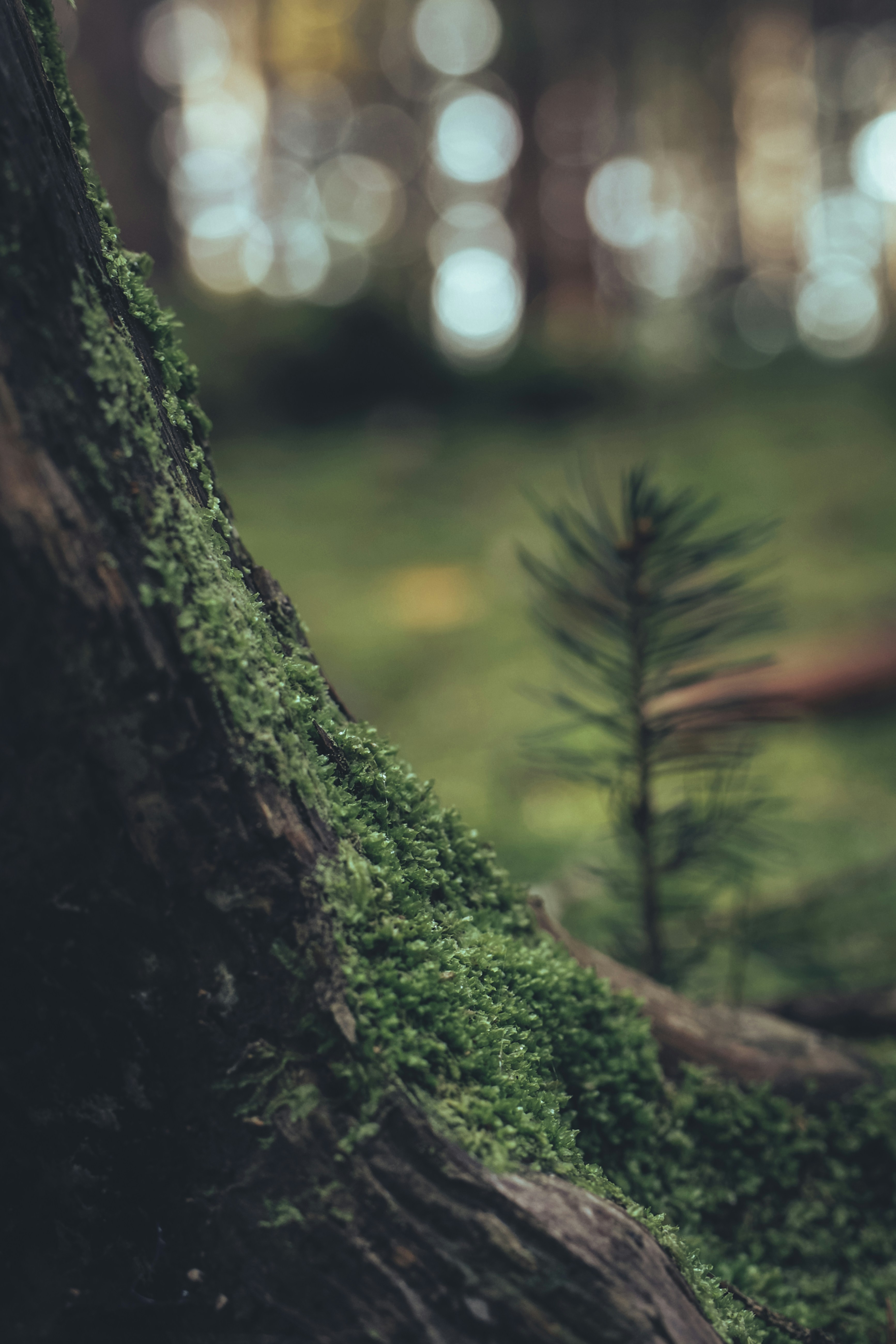 Photo by earthfulmoments