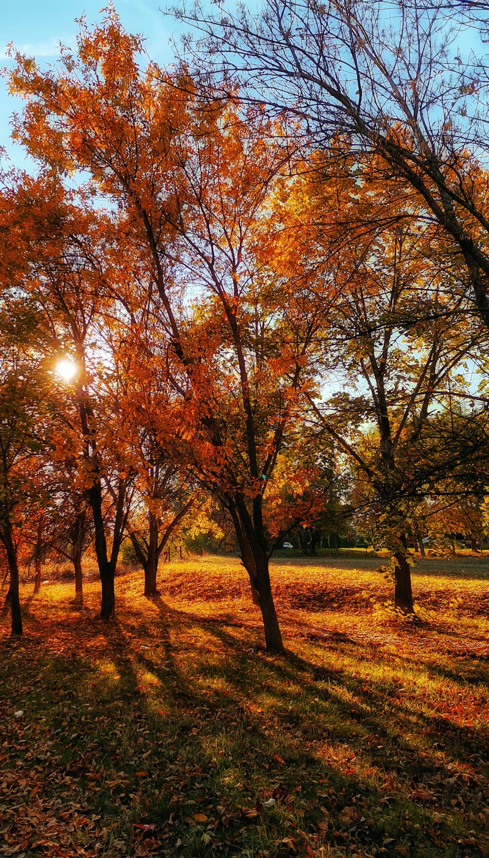 the sun shines through the trees in the park