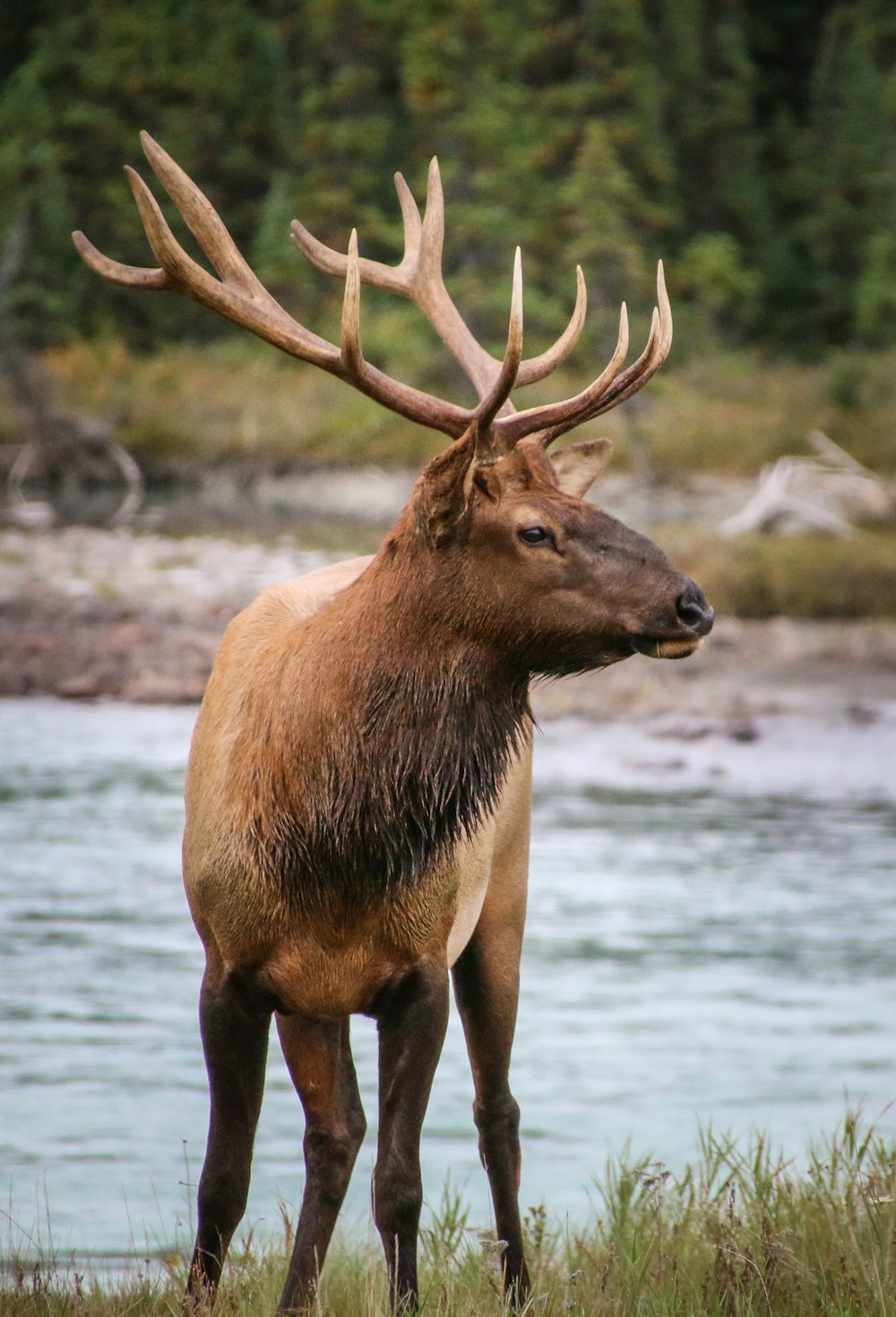 a large elk standing on top of a grass covered field