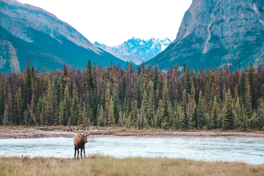 a moose standing in a field next to a river