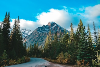 a road in the middle of a forest with a mountain in the background