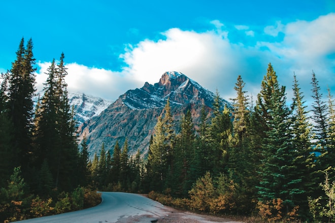 a road in the middle of a forest with a mountain in the background