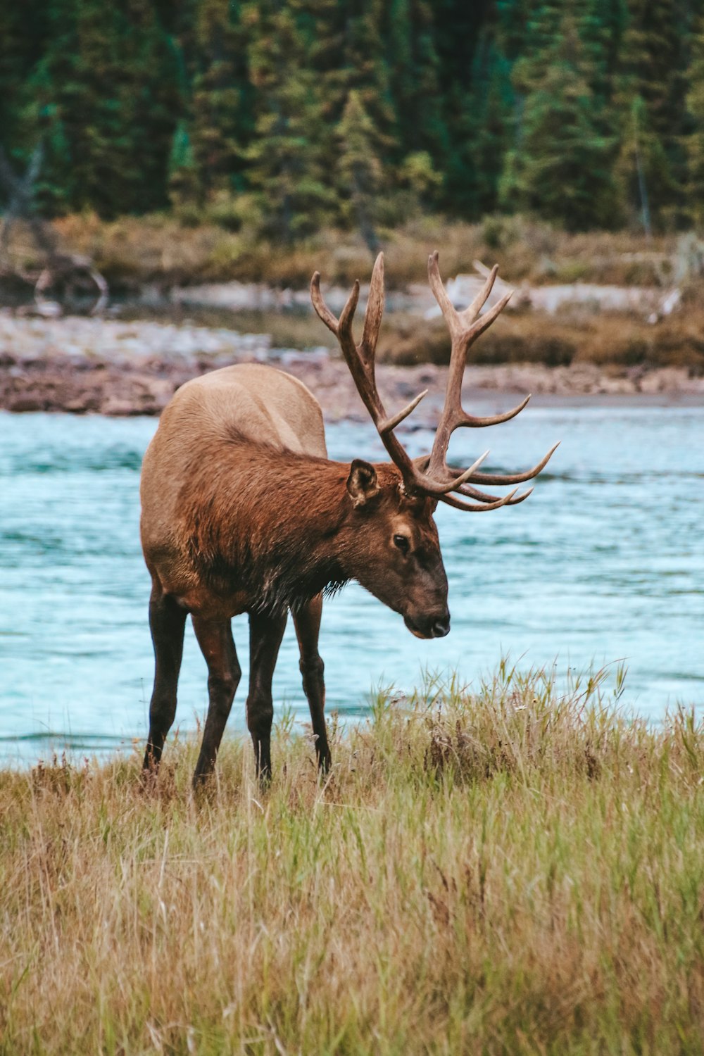 a large elk standing on top of a grass covered field