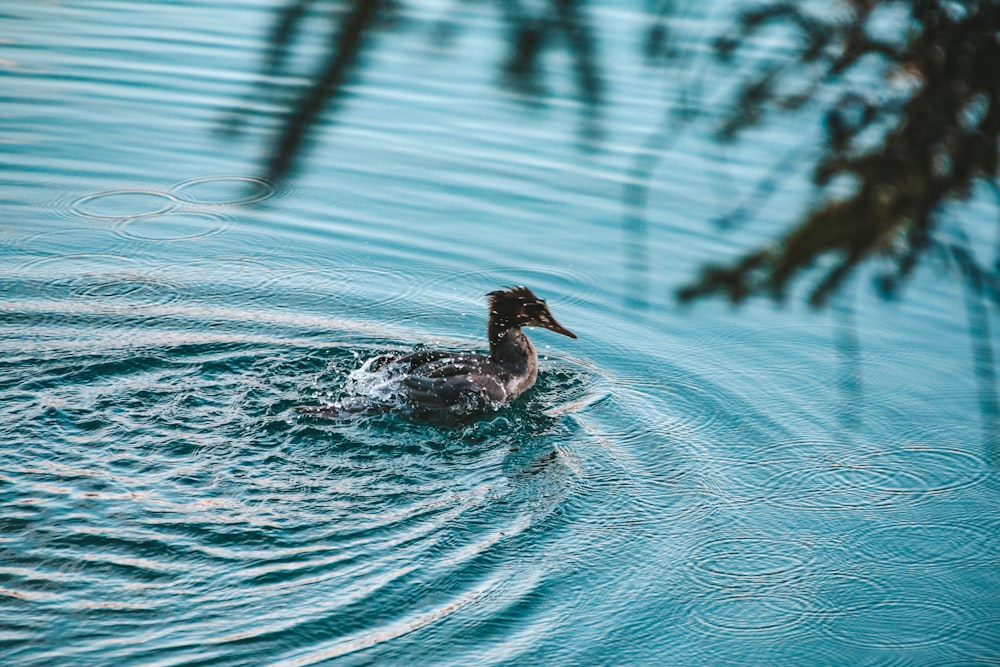 a duck is swimming in the water near a tree
