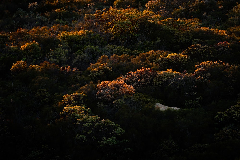 an aerial view of a lush green forest