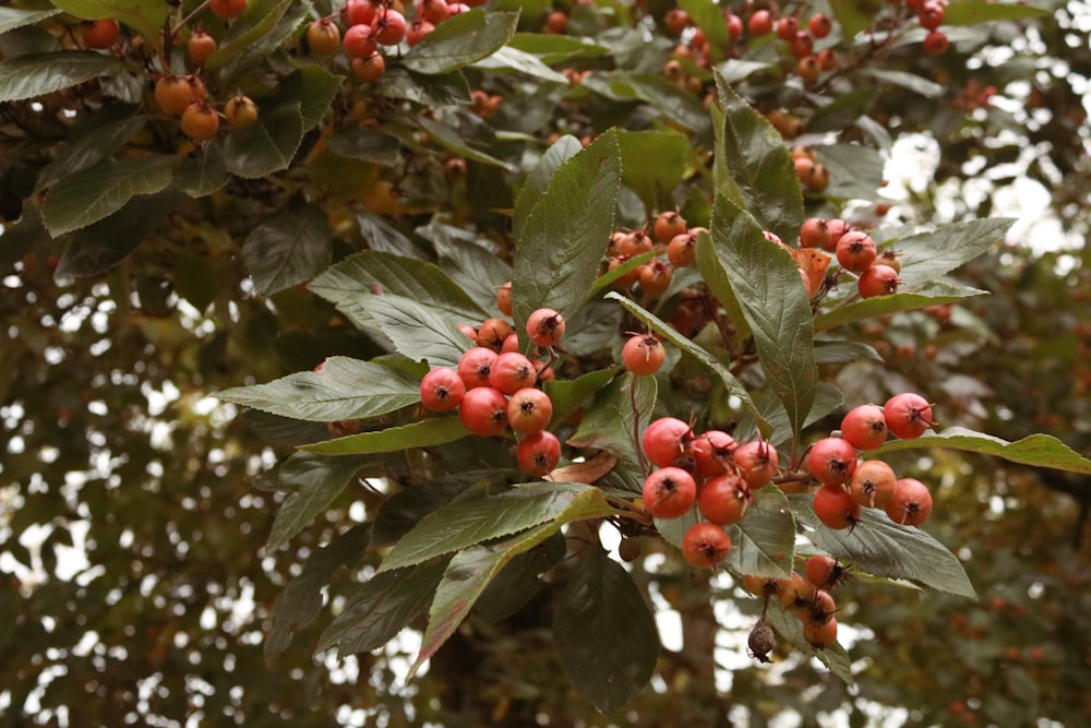 a bunch of red berries hanging from a tree