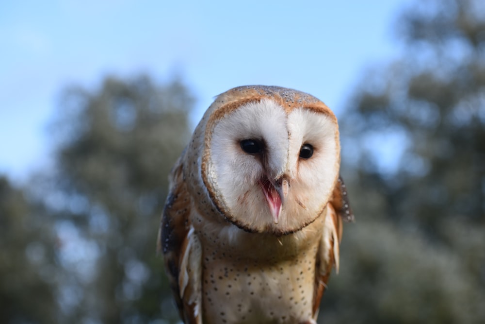 an owl with its mouth open sitting on a branch