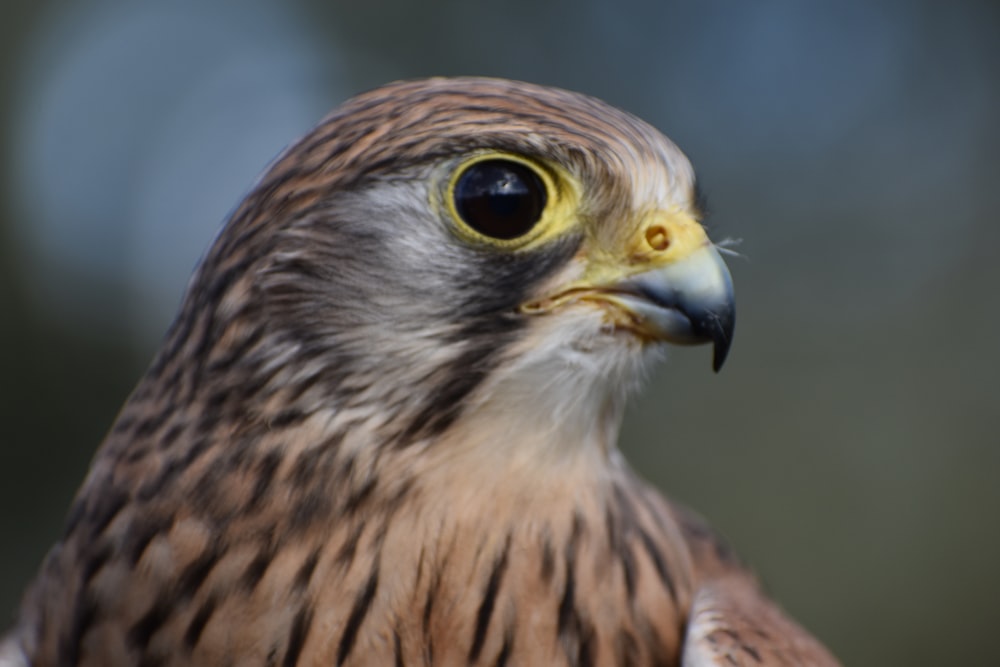 a close up of a bird of prey