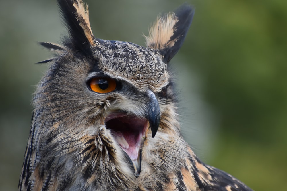 a close up of an owl with its mouth open