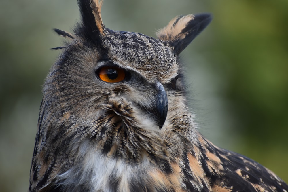 a close up of an owl with orange eyes