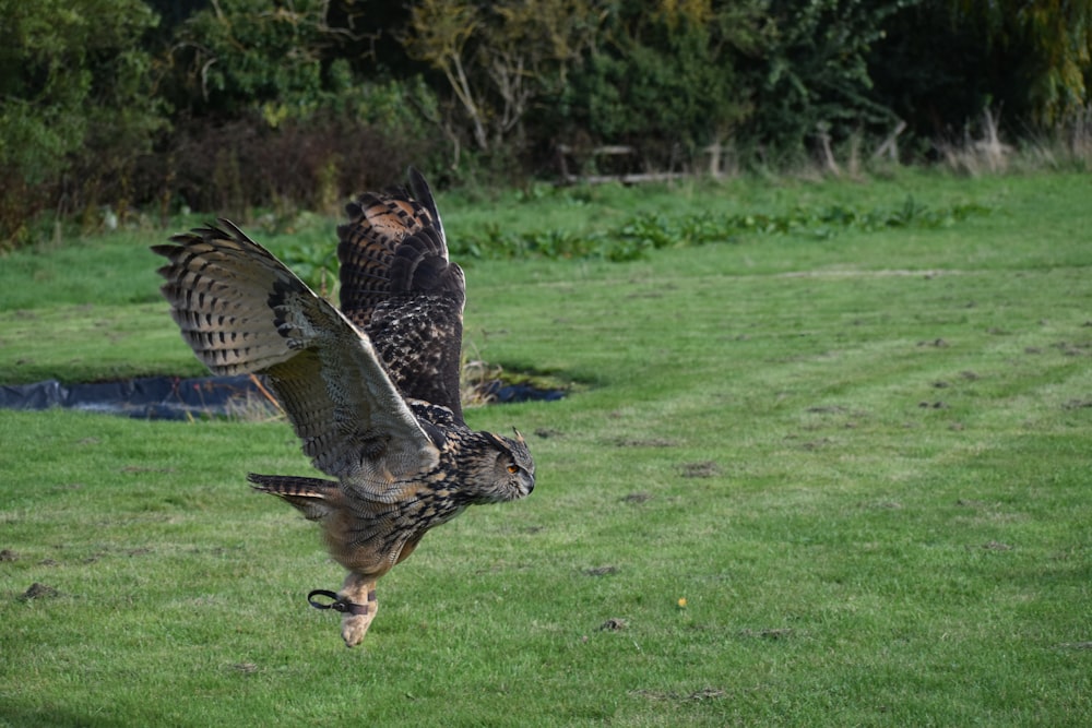 Un par de pájaros volando sobre un exuberante campo verde