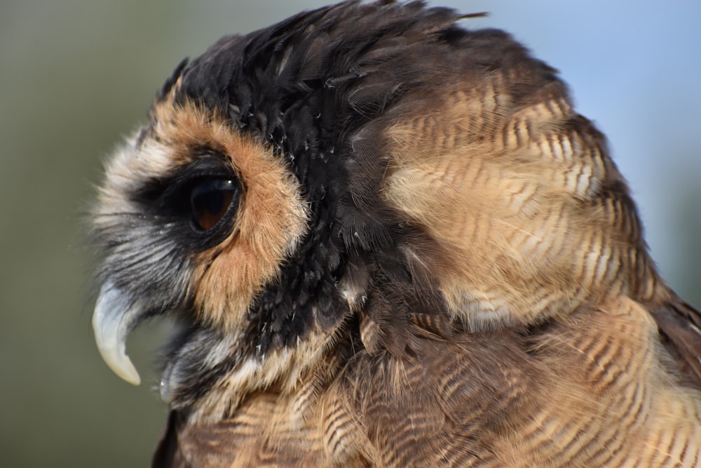 a close up of an owl's face with a blurry background