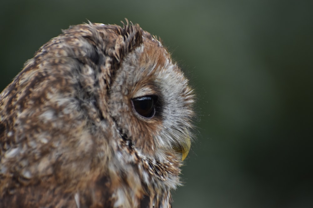 a close up of an owl with a blurry background