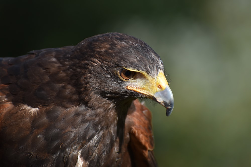 a close up of a bird of prey