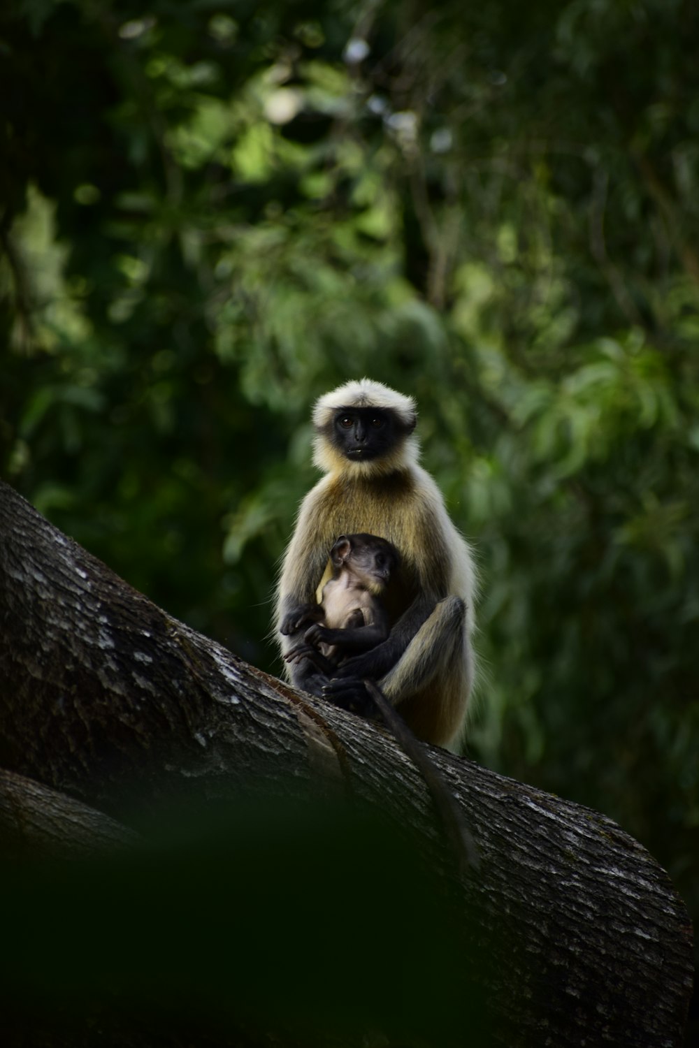 a monkey sitting on top of a tree branch