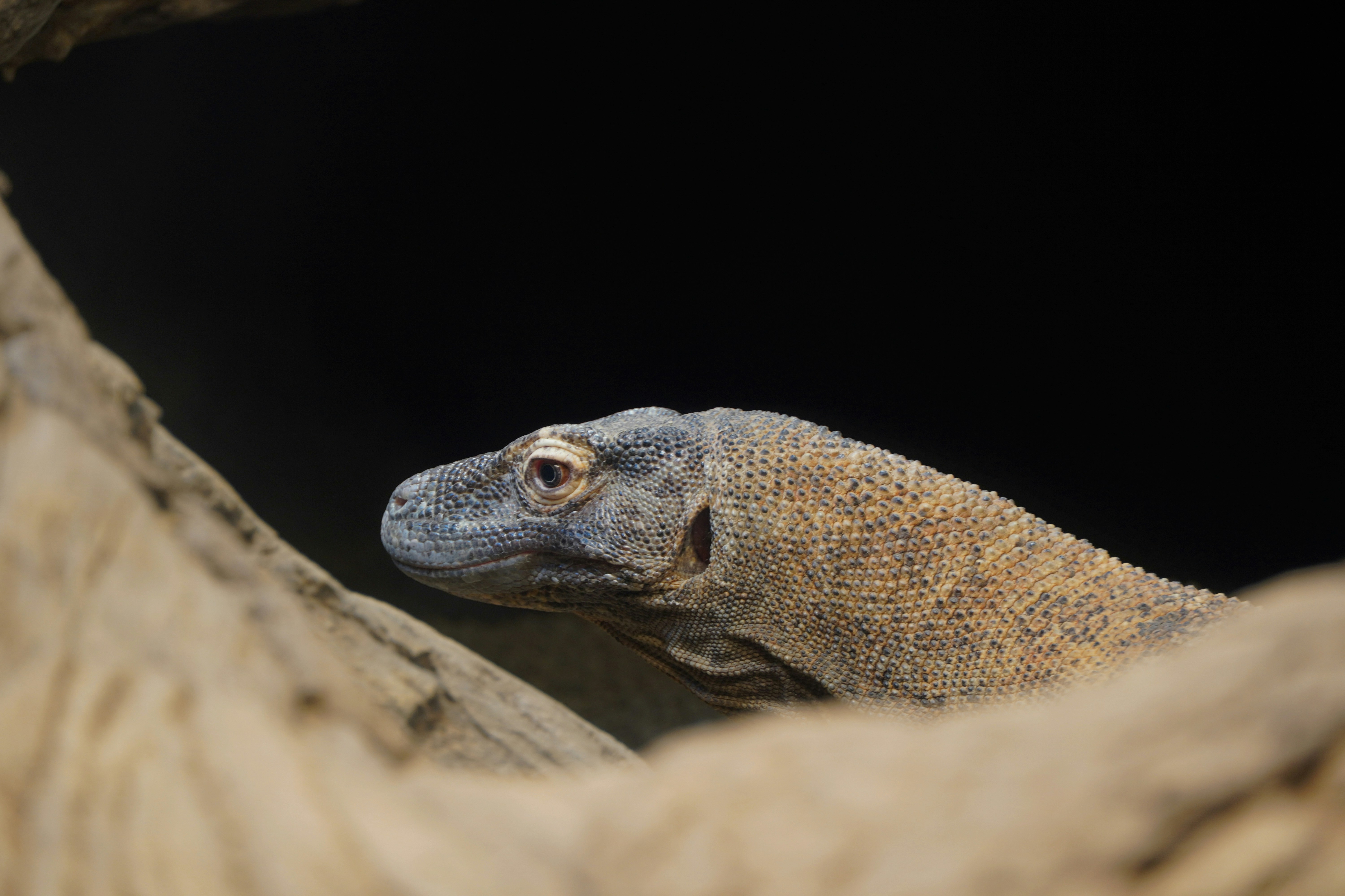 A close up of a lizard photo – Free Grey Image on Unsplash