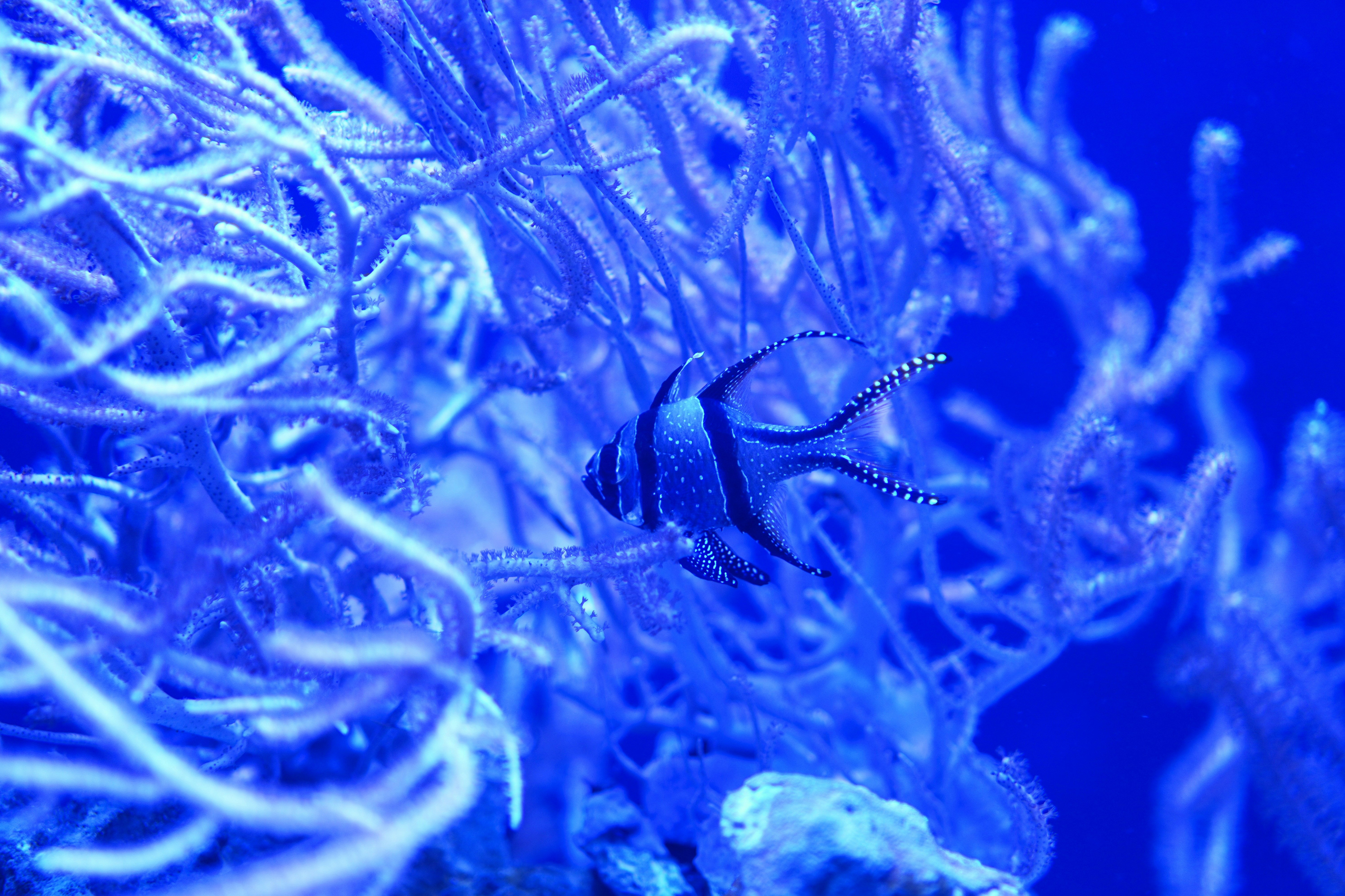 Medical Applications of Antifreeze Proteins (image credits: unsplash)