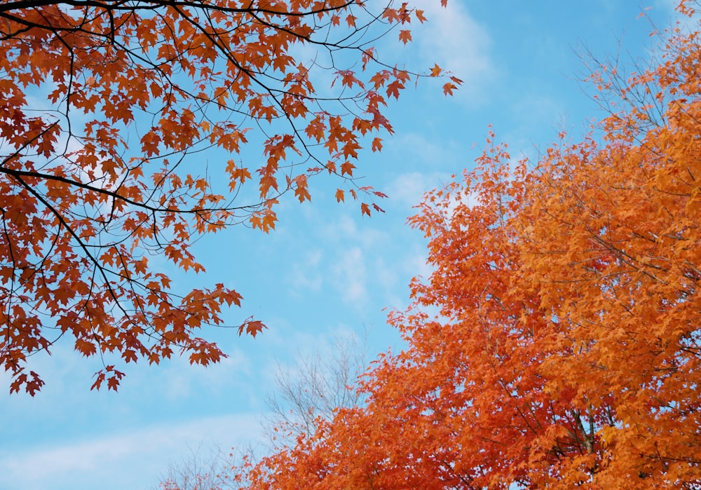 a group of trees with orange leaves on them