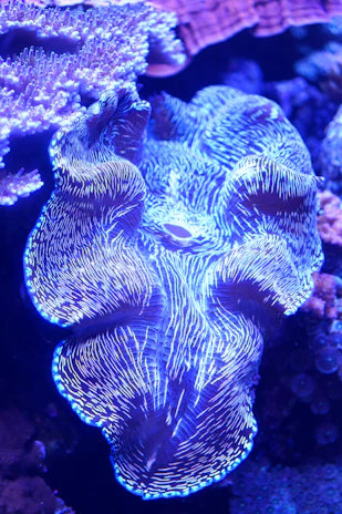 Close-up of a clamfix branded clam shell icon with a checkmark, glowing softly.