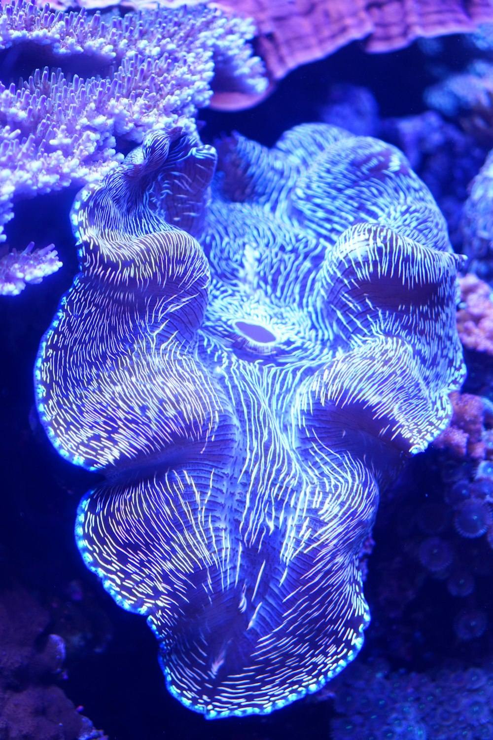 a close up of a blue coral on a coral reef