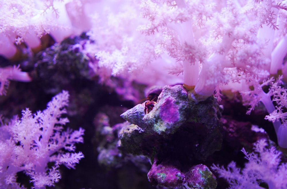 a close up of a purple and white coral