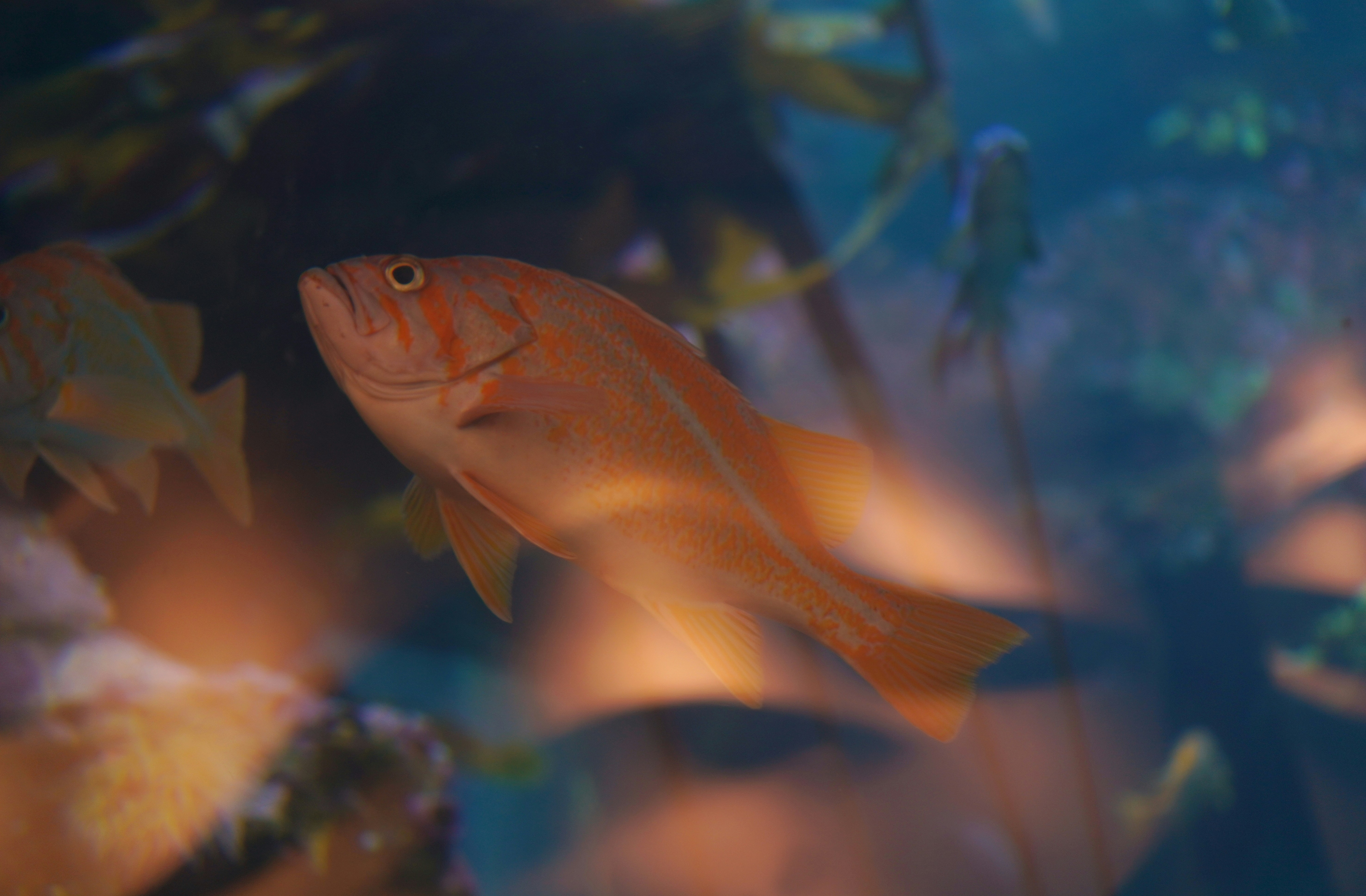 Close-up ikan di akuarium