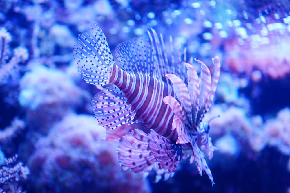 a close up of a fish on a coral