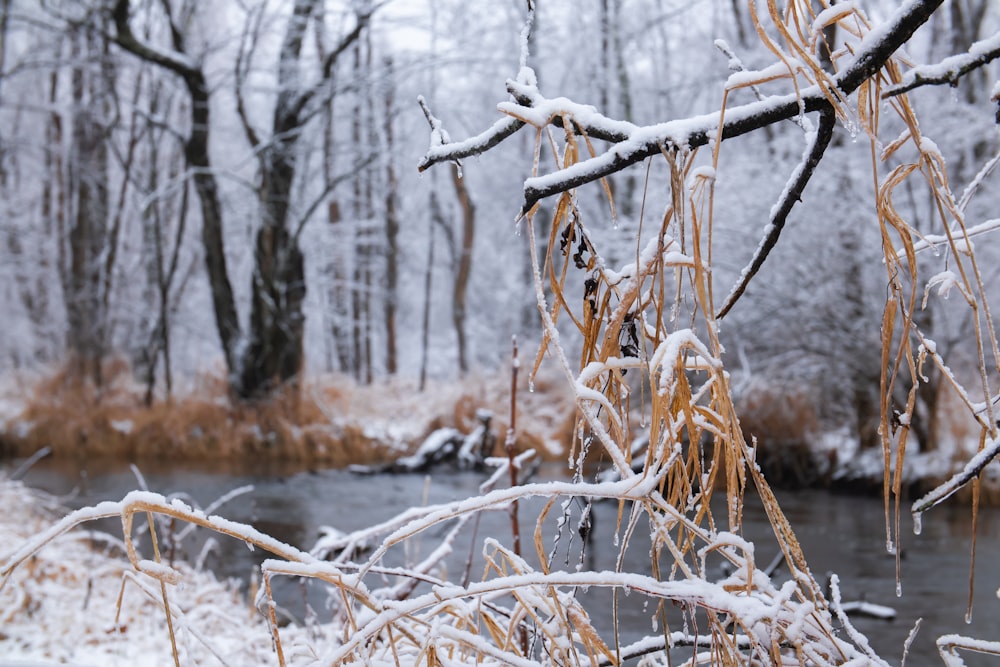 a stream running through a forest covered in snow