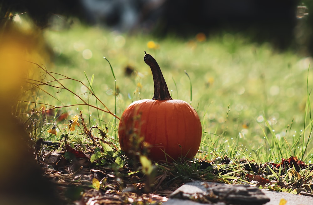 a small pumpkin sitting on the ground in the grass