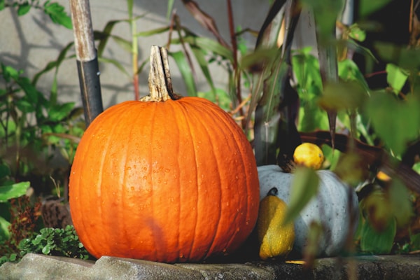 A large pumpkin growing in a pumpkin patch