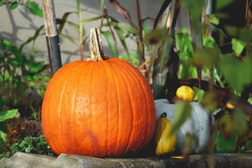 a large pumpkin sitting on top of a cement block