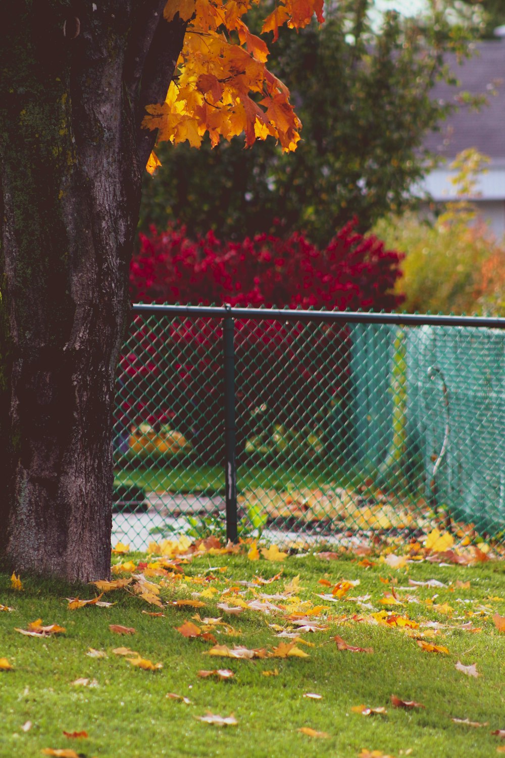 a tree with yellow leaves on the ground next to a fence