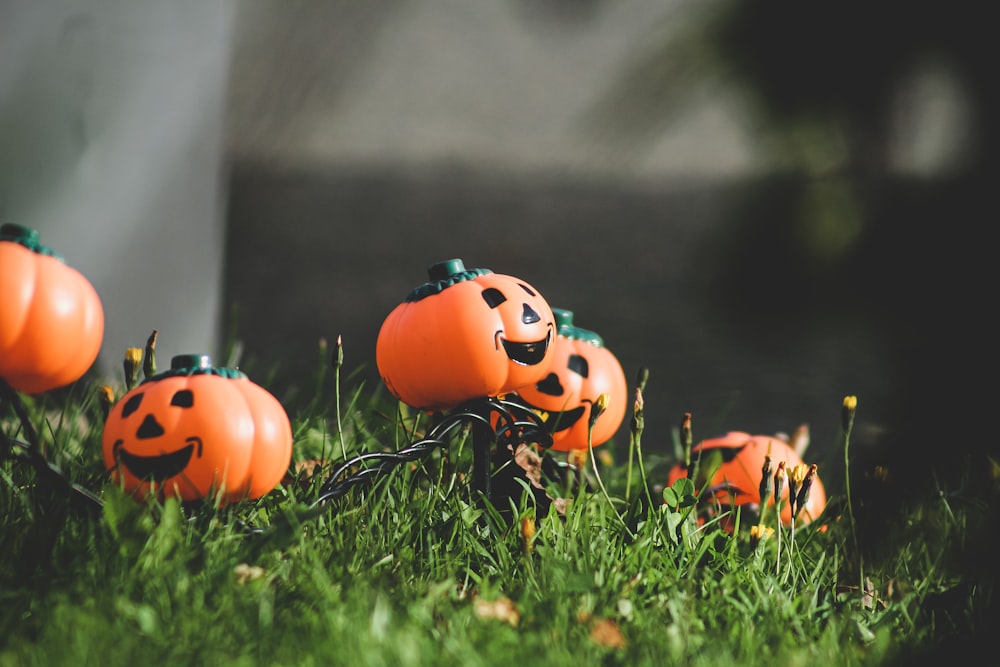 a group of pumpkins that are sitting in the grass