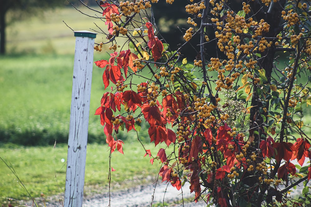 a tree with red and yellow leaves next to a road