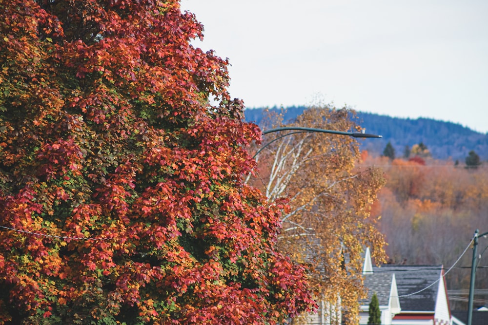 a street light in front of a tree with red leaves