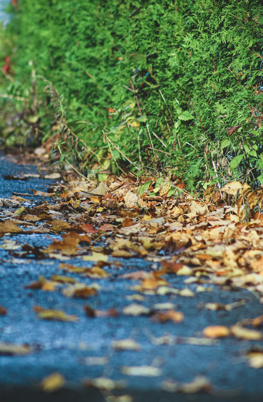 a wet road with fallen leaves on it