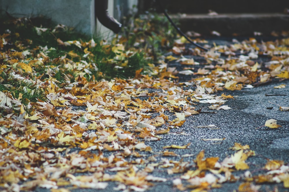 a fire hydrant sitting on the side of a road covered in leaves