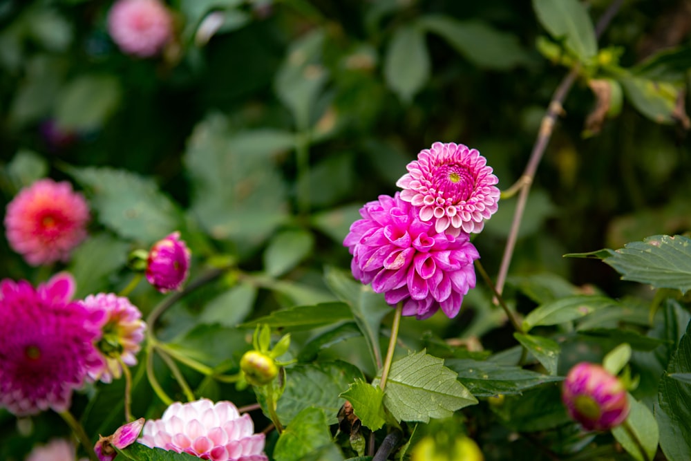 草の中にある花の束