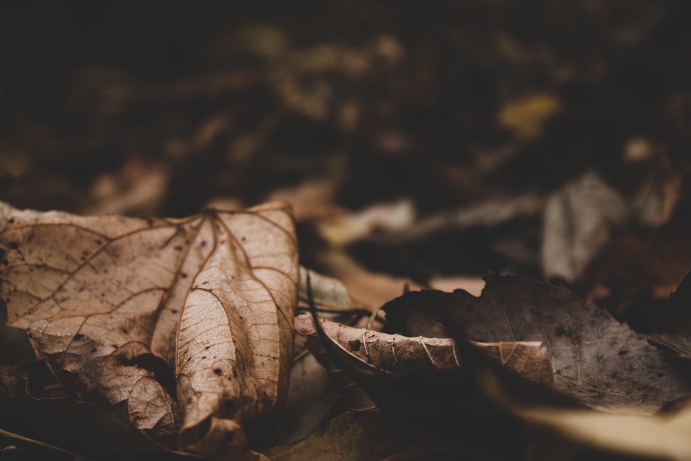 a leaf laying on the ground in a forest