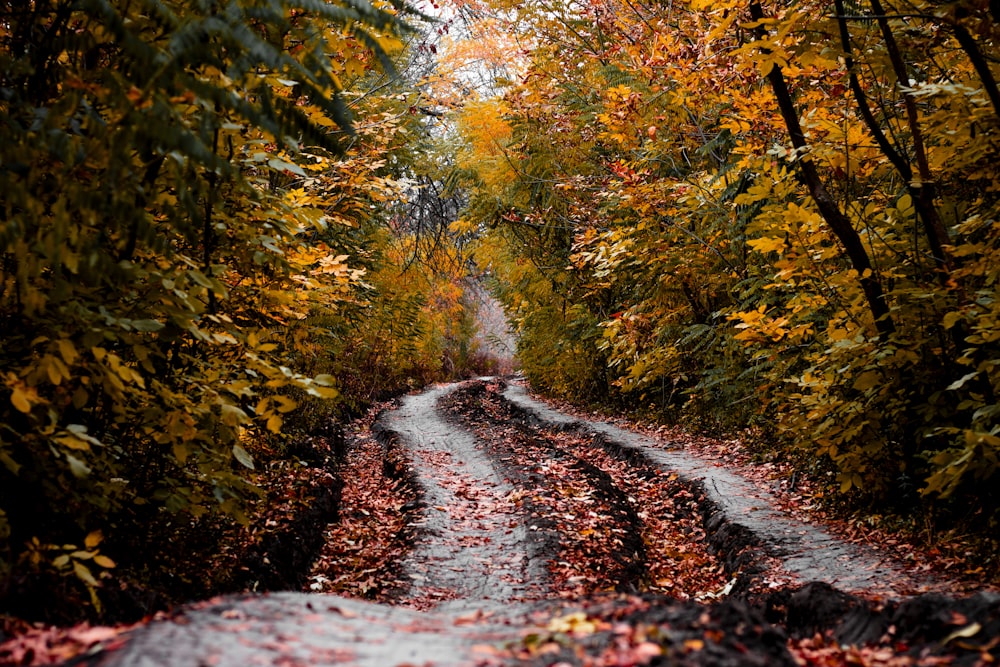 a dirt road in the middle of a forest