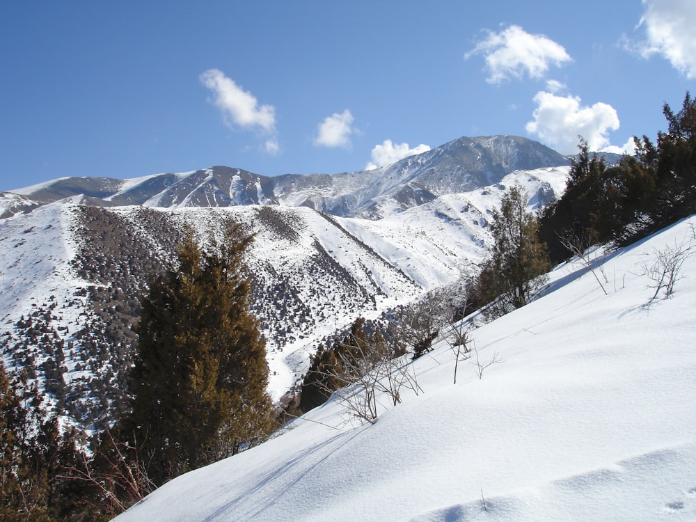 Una montagna innevata con alberi in primo piano