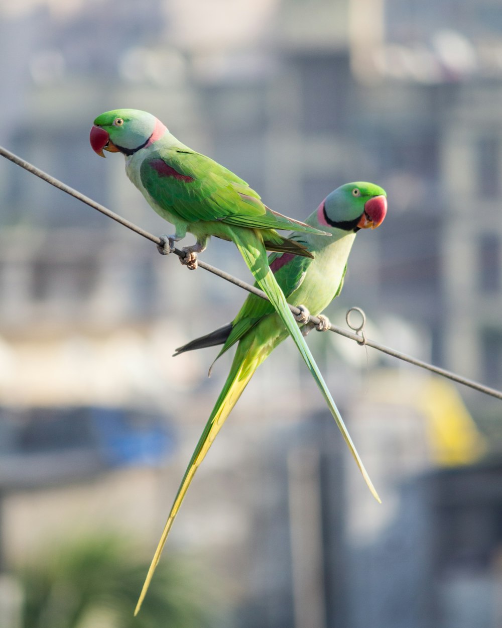 two green parrots sitting on a wire with buildings in the background