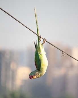 A parrot with green feathers and a red beak hangs upside down from a metal wire, with an urban landscape blurred in the background.